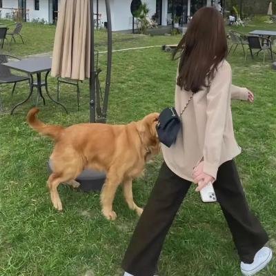 赠你玫瑰与月光
